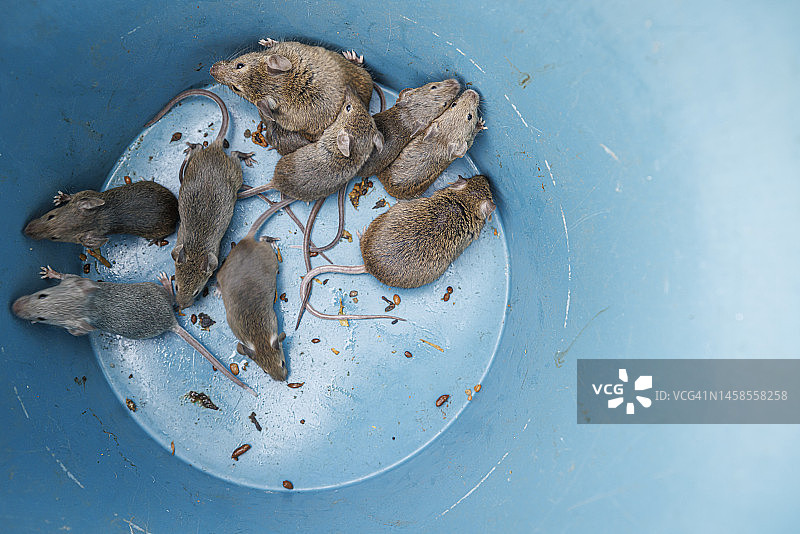 蓝色桶里的小老鼠图片素材
