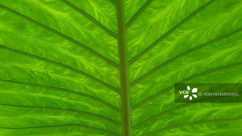 叶脉细节图片素材