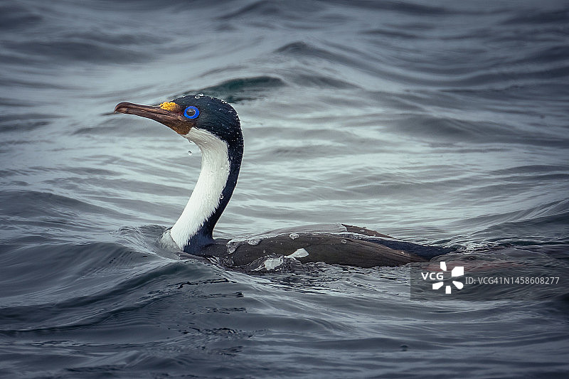 帝王地毯图片素材