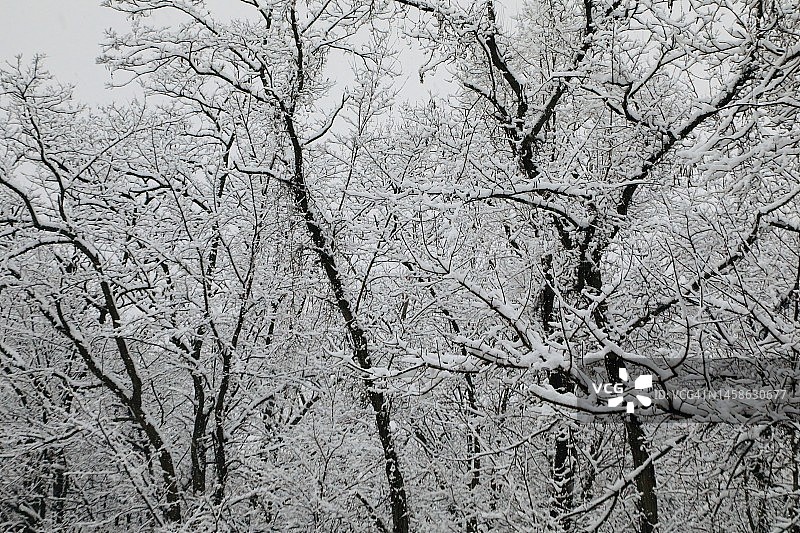 白雪覆盖的树木，冬季仙境图片素材