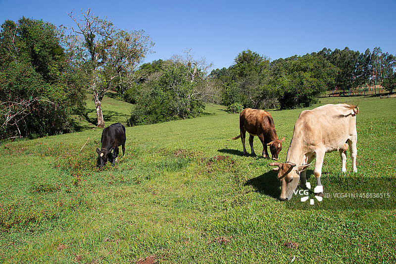 牧场上的牛群图片素材