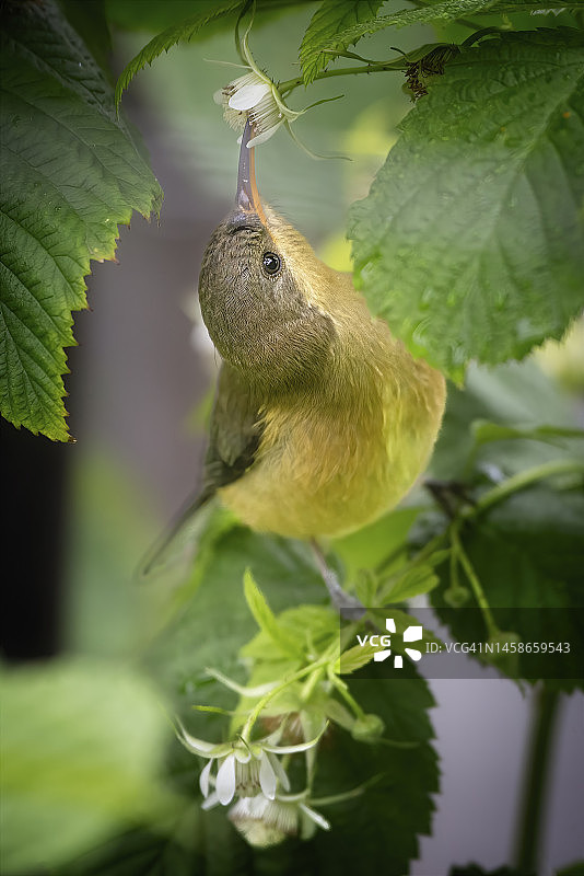东方蜜鸟图片素材