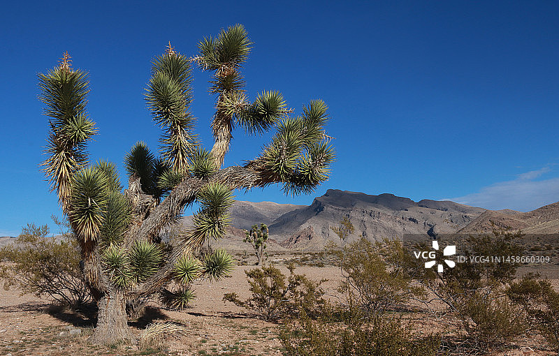 在岩石山丘和蓝色天空下野生生长的约书亚树(Yucca brevifolia)图片素材