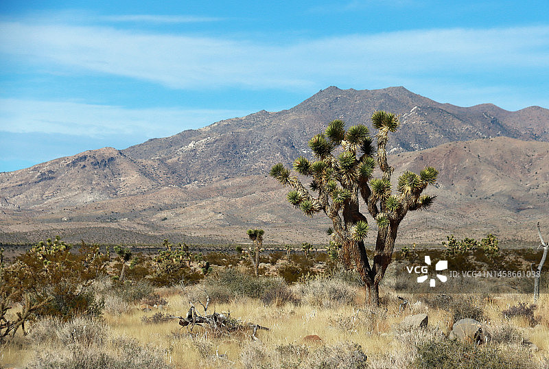 约书亚树，生长在山脉和蓝天背景下图片素材