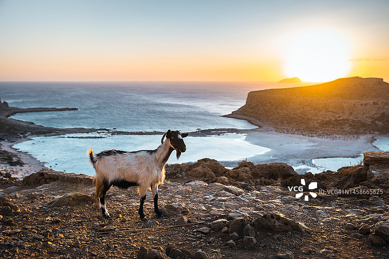 巴洛斯泻湖顶部的山羊图片素材