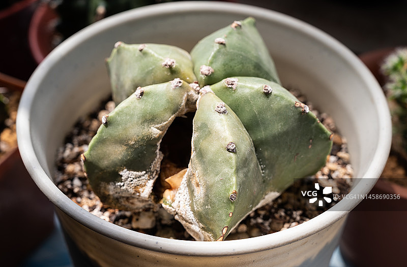 腐烂导致的星兜仙人掌内部爆裂特写图片素材