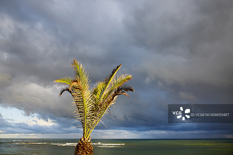 海边戏剧性天空下的棕榈树和乌云图片素材