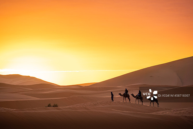 撒哈拉沙漠日落时分的沙丘上的骆驼图片素材