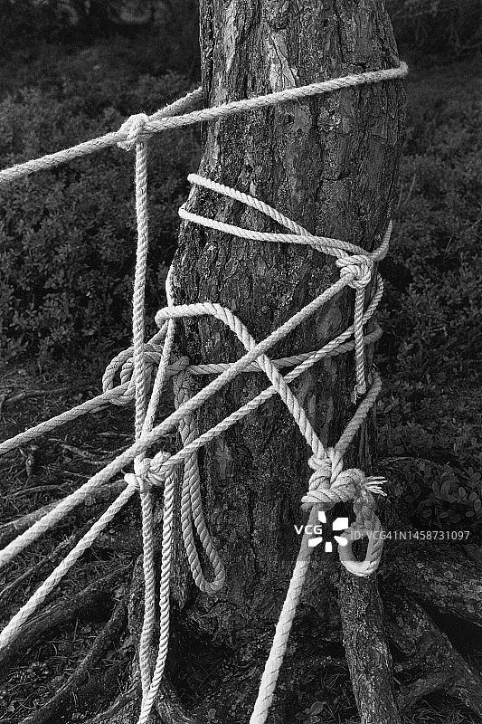 缠绕在树上的游艇锚固绳结图片素材