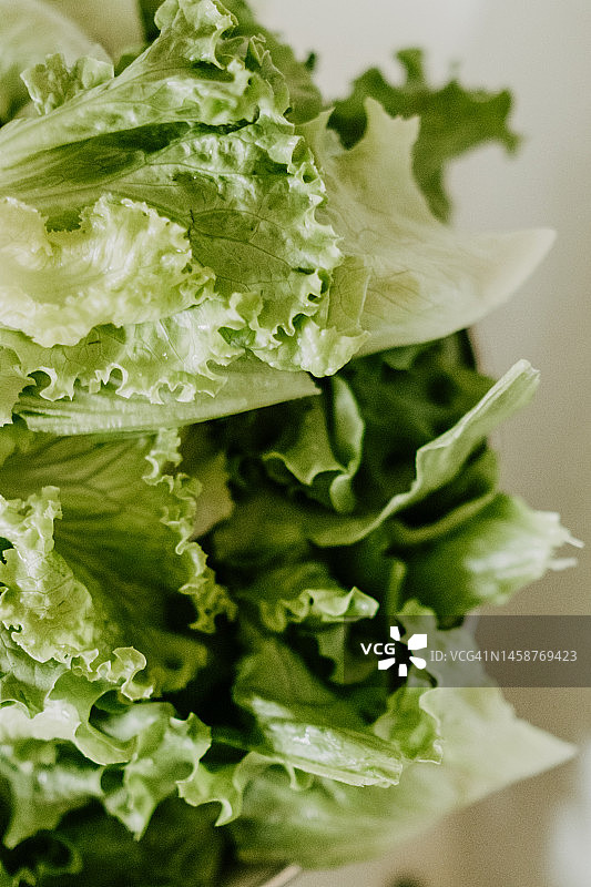 漏勺中新鲜洗净的沙拉叶图片素材