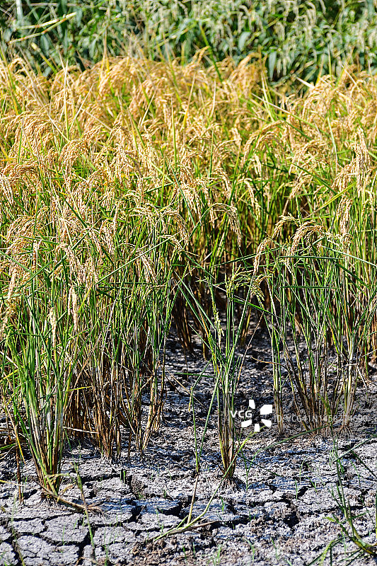 稻田排水后成熟待收割的水稻，露出黏土图片素材