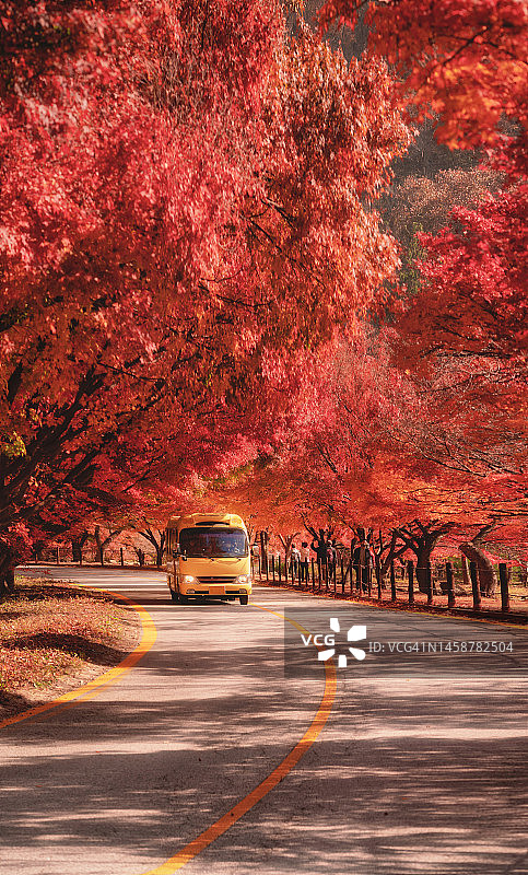 红色枫叶隧道图片素材