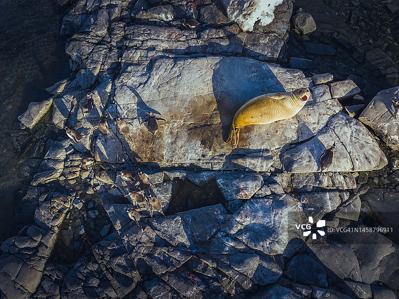 食蟹海豹和巴布亚企鹅图片素材