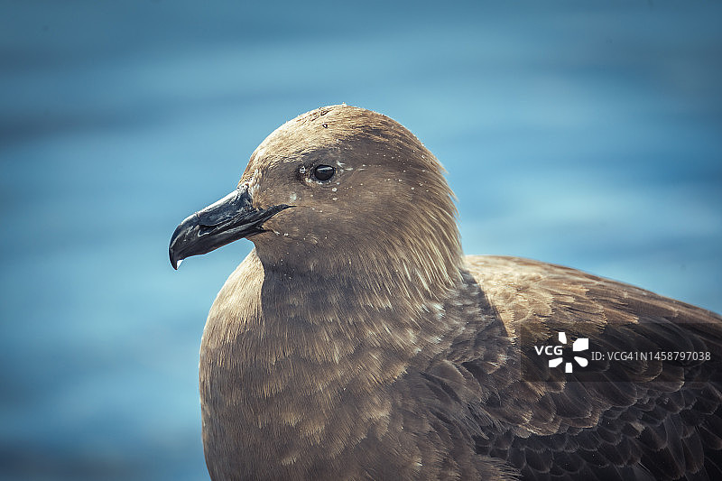 南极贼鸥图片素材