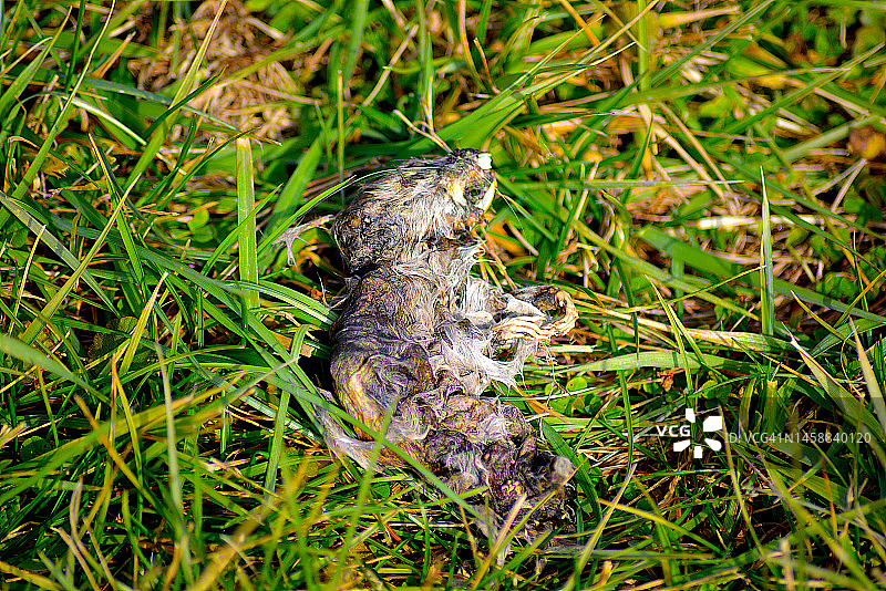 死老鼠图片素材