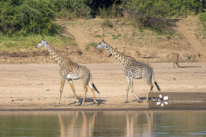 赞比亚南卢安瓜河岸边行走的罗斯柴尔德长颈鹿图片素材