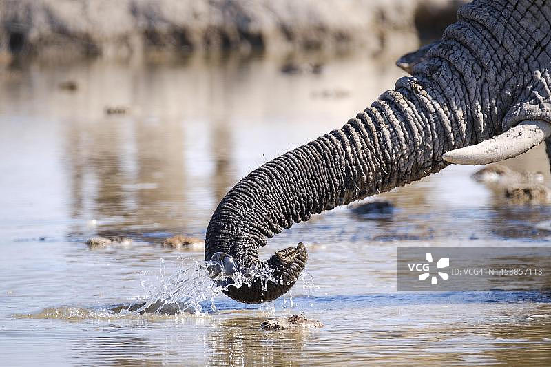 博茨瓦纳恩克赛盐沼：大象在水坑中溅水图片素材