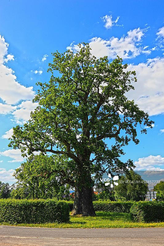 阿尔伯茨豪森附近的橡树照片，带有天使米迦勒形象的树干，德国巴伐利亚州自然纪念碑图片素材