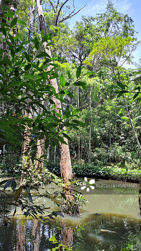 蒂如卡森林的仙女湖图片素材
