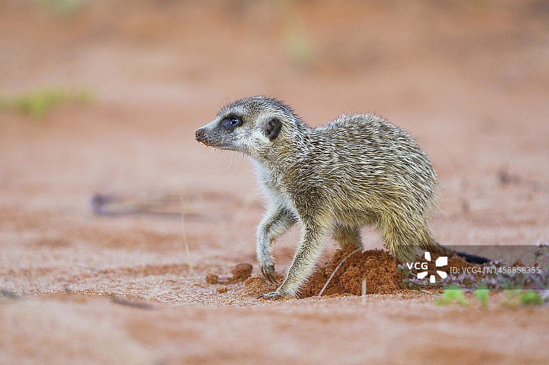 幼年狐獴（Suricata suricatta）站在红色土壤上寻找捕食者，卡拉哈里，南非图片素材