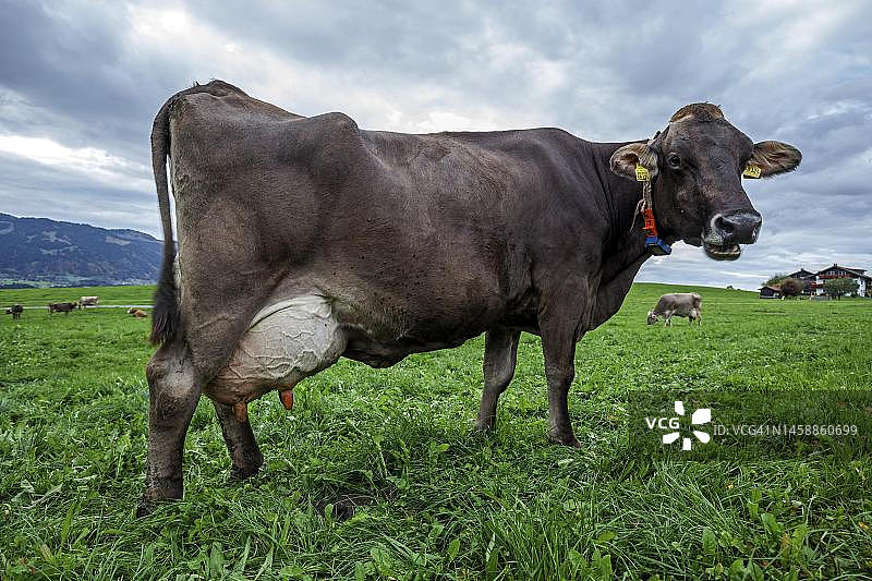 德国巴伐利亚阿尔高地区奶牛牧场风光图片素材