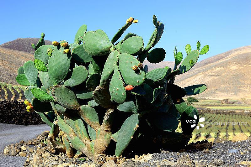 仙人掌（ Opuntia ），靠近西班牙加那利群岛兰萨罗特岛的哈里亚图片素材