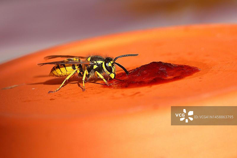 德国黄蜂（Vespula germanica）以樱桃酱为食，德国北莱茵-威斯特法伦州图片素材