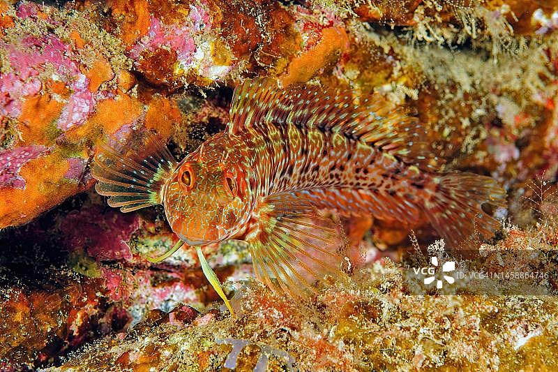 红海鳚(Parablennius ruber)展开所有鱼鳍,呈现防御姿态,看着观察者,东大西洋,加那利群岛,富埃特文图拉岛,西班牙图片素材