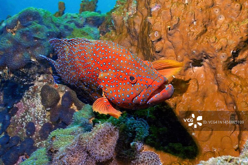 印度洋珊瑚礁中的成年朱砂鮨图片素材