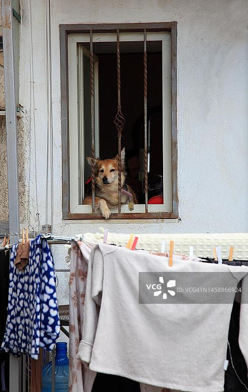 在那不勒斯老城区，小狗在带栅栏的窗户里看着晾在墙上的衣服图片素材