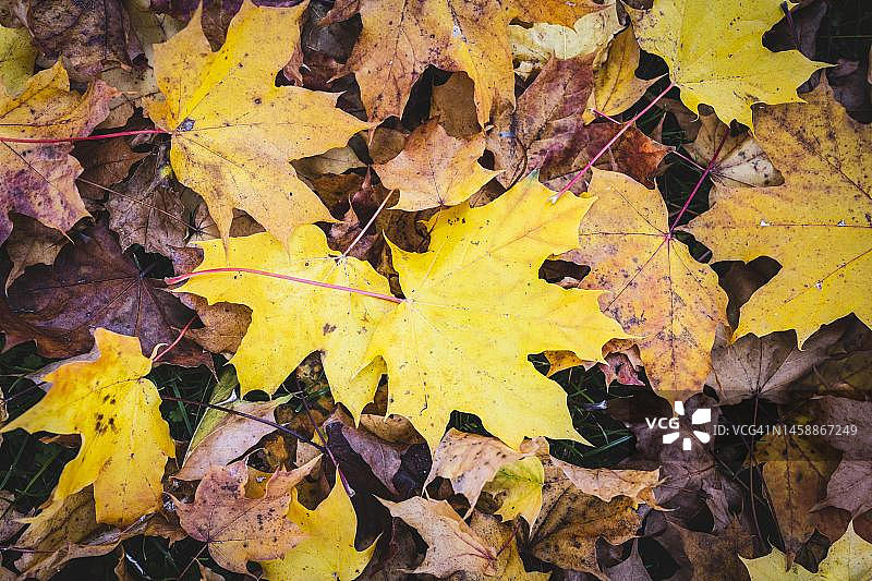 德国巴登-符腾堡州的全尺寸秋叶图片素材