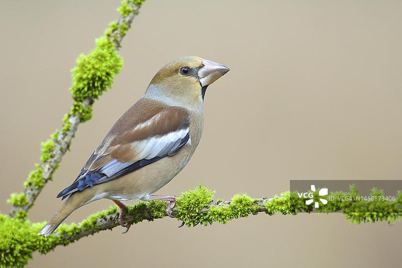 雌性锡嘴雀，锡格兰，北威州，德国图片素材