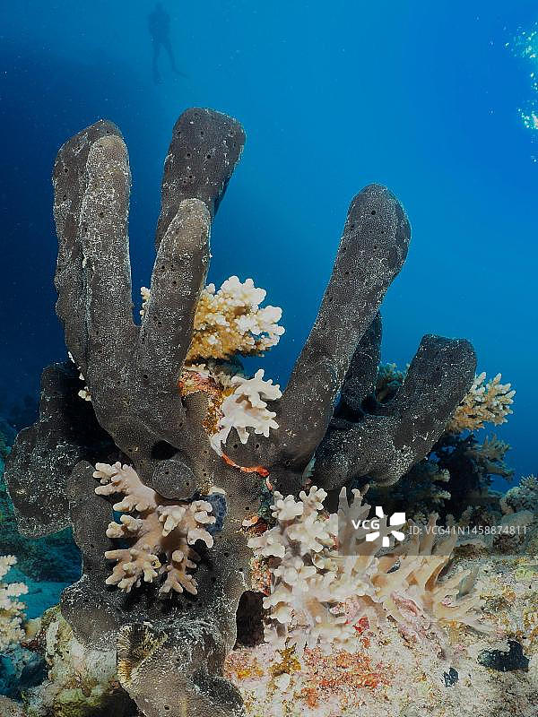 红海，埃及阿布芬德拉潜水点，直立指状海绵，背景为潜水员图片素材