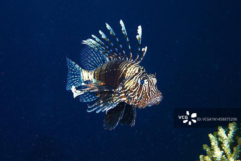 狮子鱼（Pterois miles），红海，埃及图片素材