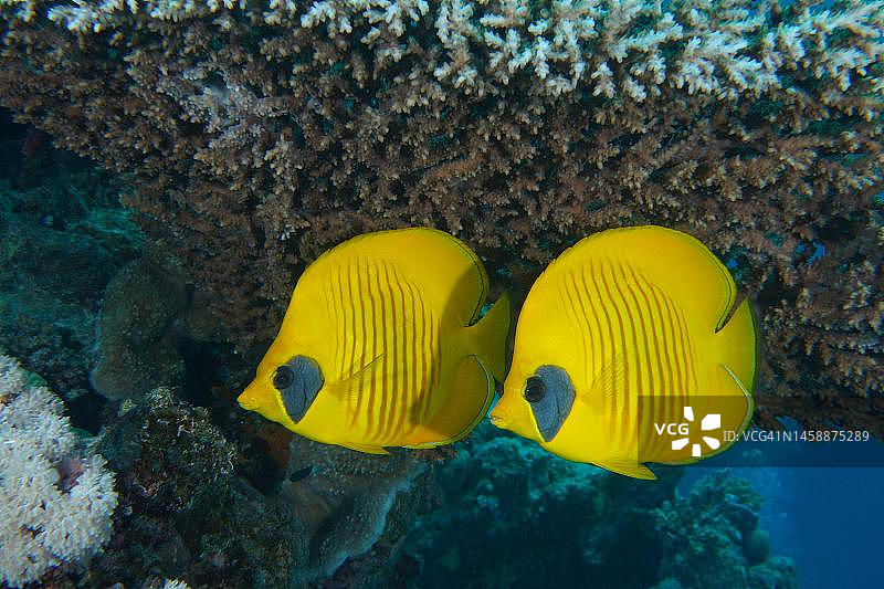 红海潜水：蓝颊蝶鱼和石珊瑚图片素材