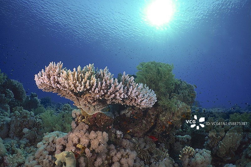 法老鹿角珊瑚，位于埃及西奈提蓝海峡戈登礁潜水点图片素材
