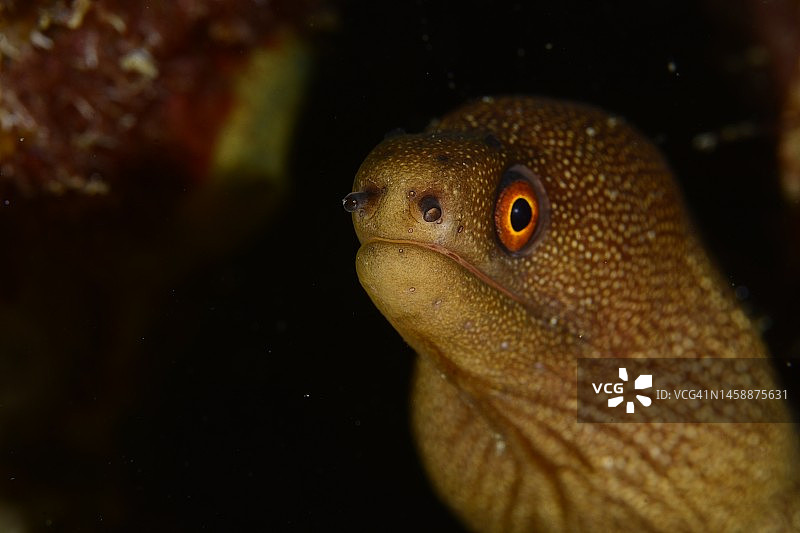 金尾海鳝图片素材