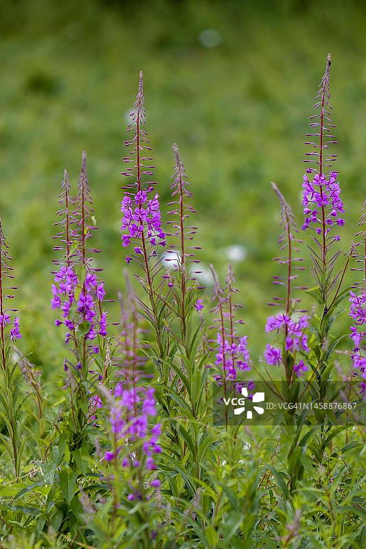 德国莱茵兰-普法尔茨盛开的柳兰图片素材