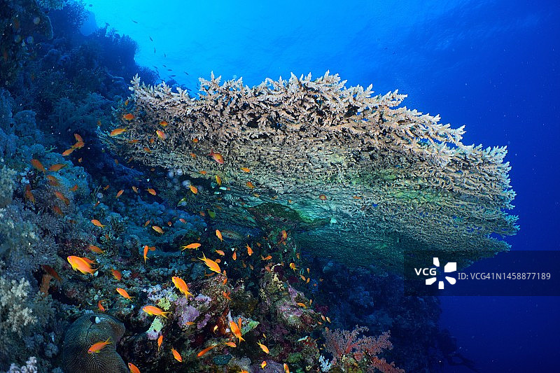 法老鹿角珊瑚，位于埃及红海赫尔格达Panorama Reef潜水点图片素材