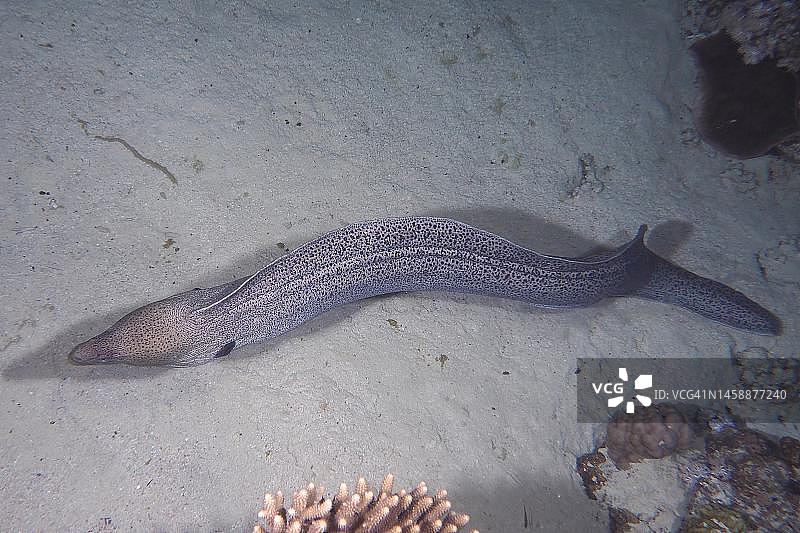 夜间捕猎的巨型裸胸鳝，位于埃及红海赫尔格达吉夫顿岛潜水点图片素材