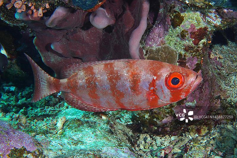 大眼鲷，蒂朗海峡戈登礁潜水点，埃及西奈，红海图片素材