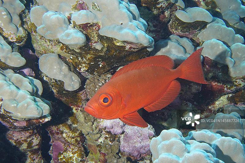 红海埃及奎塞尔红树林湾的豪宅礁潜水点的普通大眼鲷图片素材