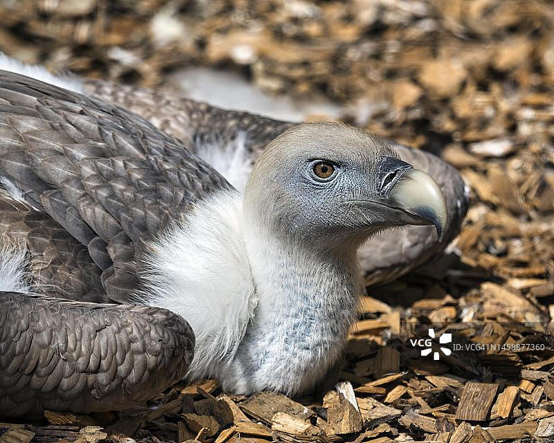 圈养的高山兀鹫，德国伯尔贝克飞禽公园图片素材