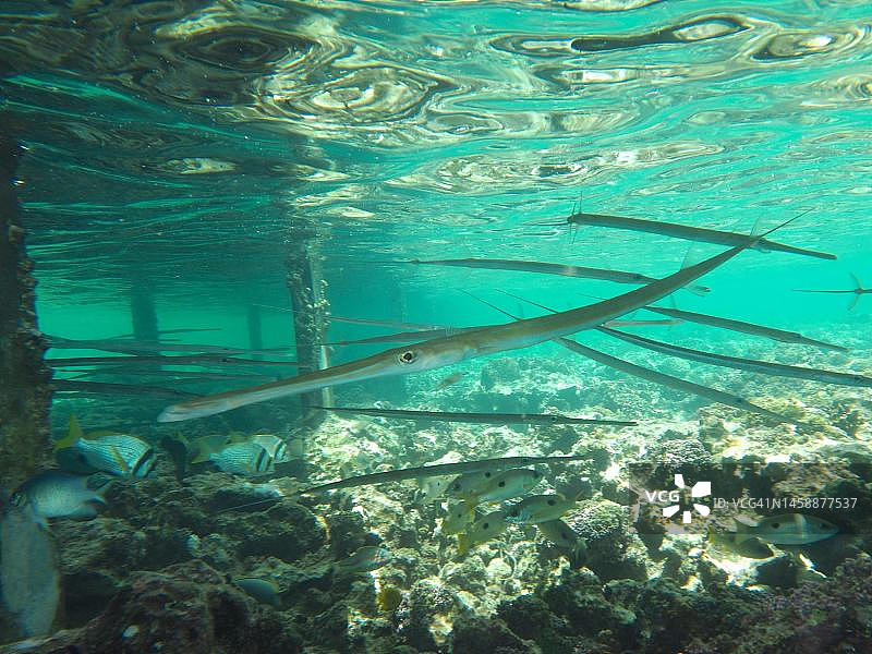 码头下的蓝点海龙(Fistularia commersonii):红海,埃及,El Quesir,红树林湾,House Reef潜水点图片素材