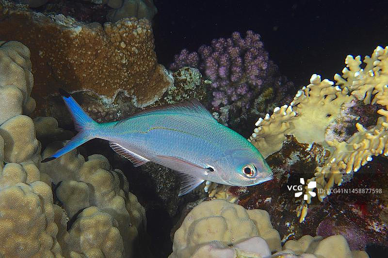 夜晚的天蓝色月光姬鲷(Caesio lunaris)。埃及红海Fury Shoal潜水点图片素材