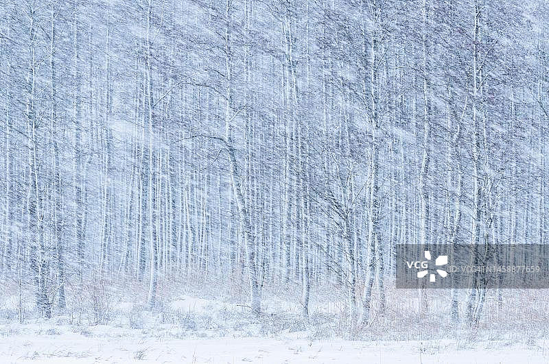 波兰马祖里亚的降雪图片素材