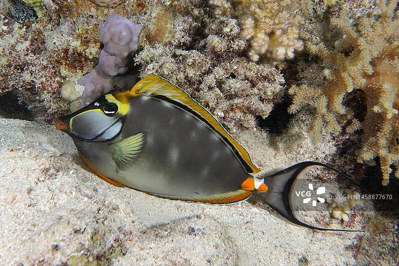 夜晚休息的印度黄刀鱼，埃及阿布芬德拉潜水点，红海图片素材