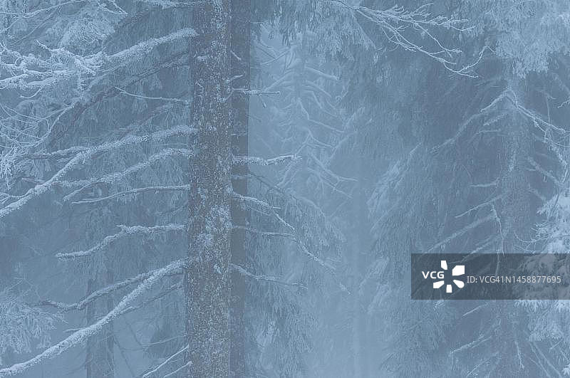 山地森林中的雾气，欧洲云杉，波兰贝斯基德山脉图片素材