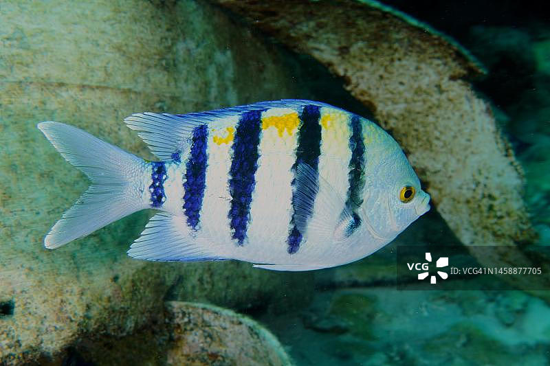 印度洋-太平洋海 Sergeant 鱼 (Abudefduf vaigiensis),埃及红海Shaab Sharm潜水点图片素材