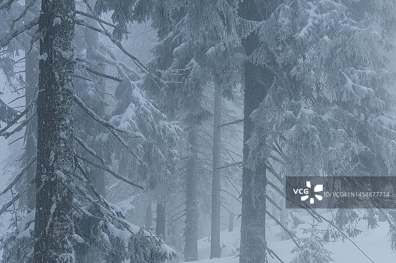 山地森林中的雾气，欧洲云杉，波兰贝斯基德山脉图片素材